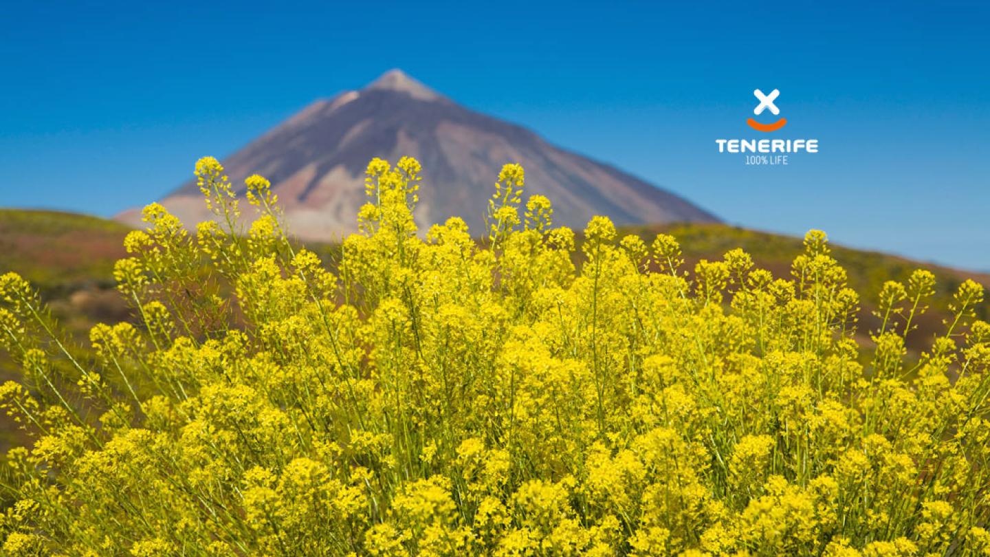 Teneriffa, Teide i blom