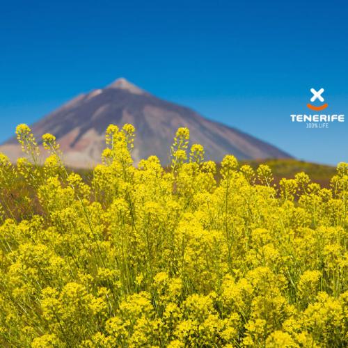 Teneriffa, Teide i blom
