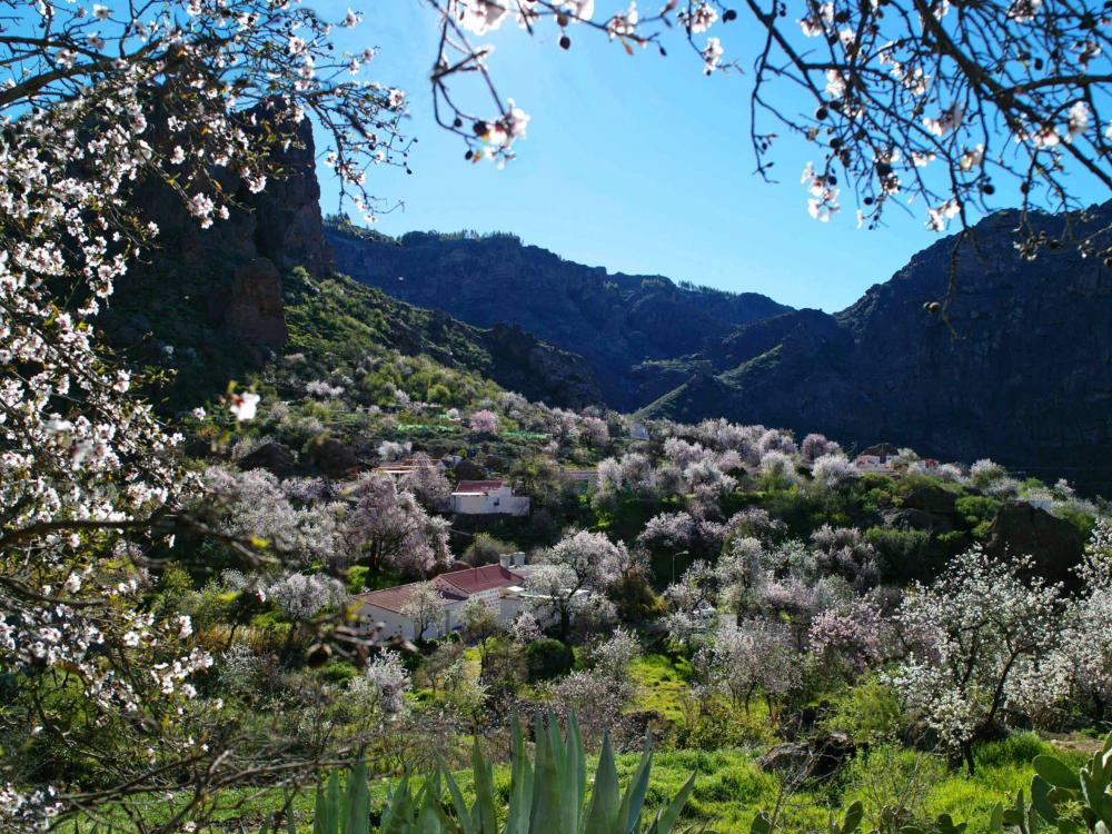 Blommande vyer, Parador Cruz de Tejeda, Gran Canaria, Signaturresor